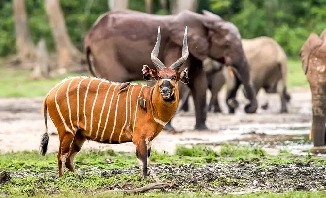 Top 5 Endangered and Endemic Wildlife in Congo