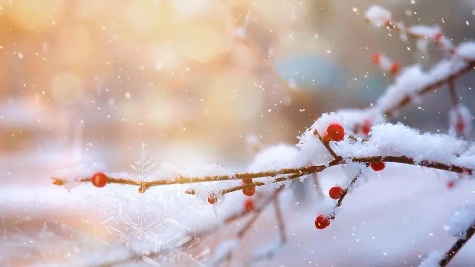 冬日植物  #winterbeauty