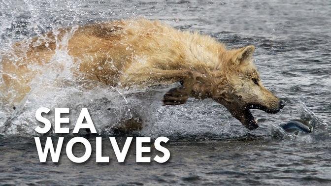 Sea Wolves: When Mammals Go to Sea