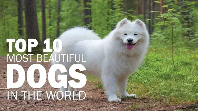 prettiest dog breed in the world