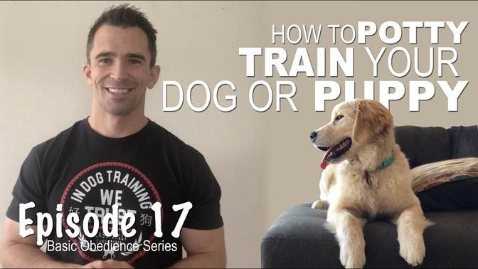 Everything you Need to Know to EASILY Potty Train Your Dog or Puppy! Episode 17