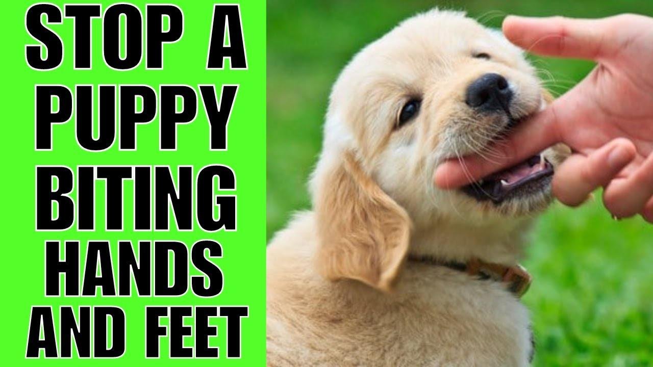 How To STOP A Puppy From Biting Your Hands And Feet (4 WAYS) Videos