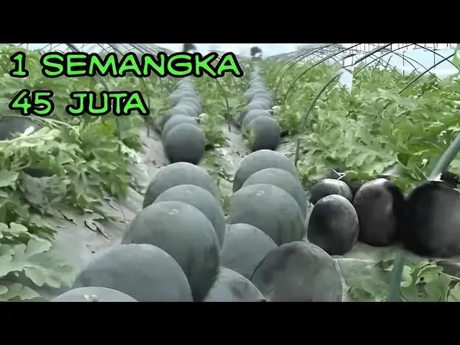 World's Most Expensive Watermelon - Japanese Black Watermelon Cultivation - Black Watermelon Farm