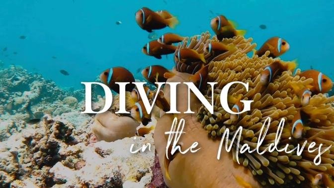 DIVING IN THE MALDIVES 🐠🐟🦈🐢 : Best spot in the world for scuba diving in 2021 (4K VIDEO)