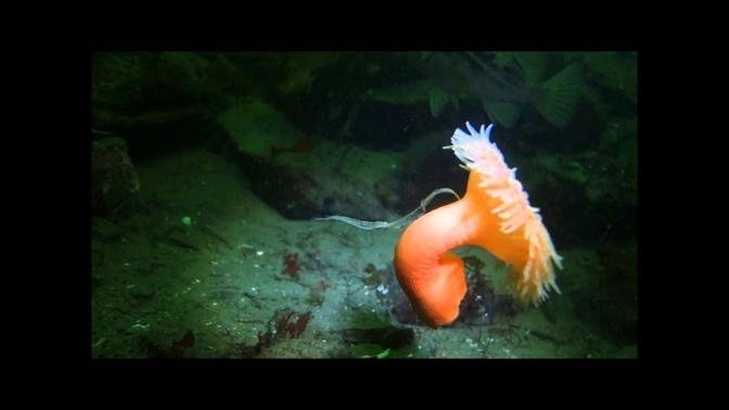 Swimming anemone.mp4