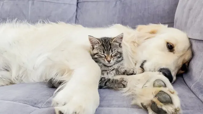 Tiny Kitten Uses a Golden Retriever as a Bed [Cuteness Overload]