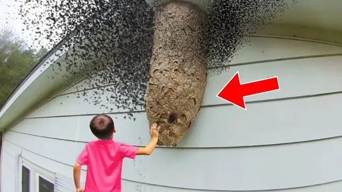 Boy Touches a Mosquito Nest - When Researchers See What Flies Out, They Say, "This Is Impossible"