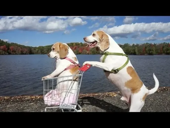 Dogs' Epic Shopping Cart Voyage: Funny Dogs Maymo & Penny