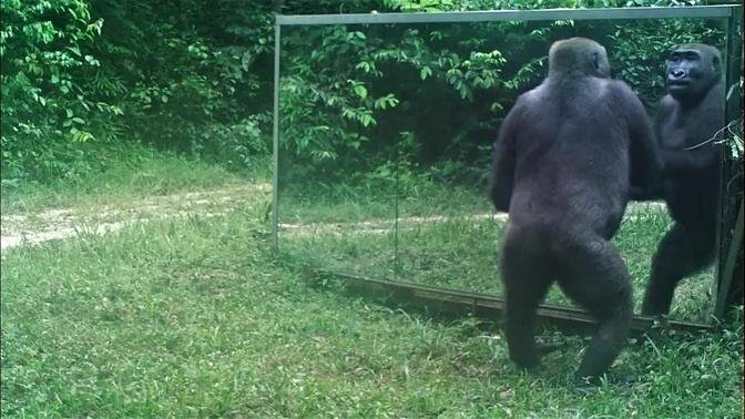 Unlike his family this young gorilla male takes his mirror training seriously in the Gabon jungle