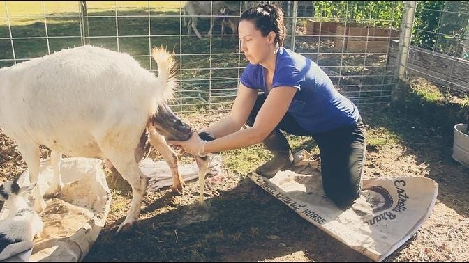 Assisting with a Baby Goat BIRTH on the Homestead!