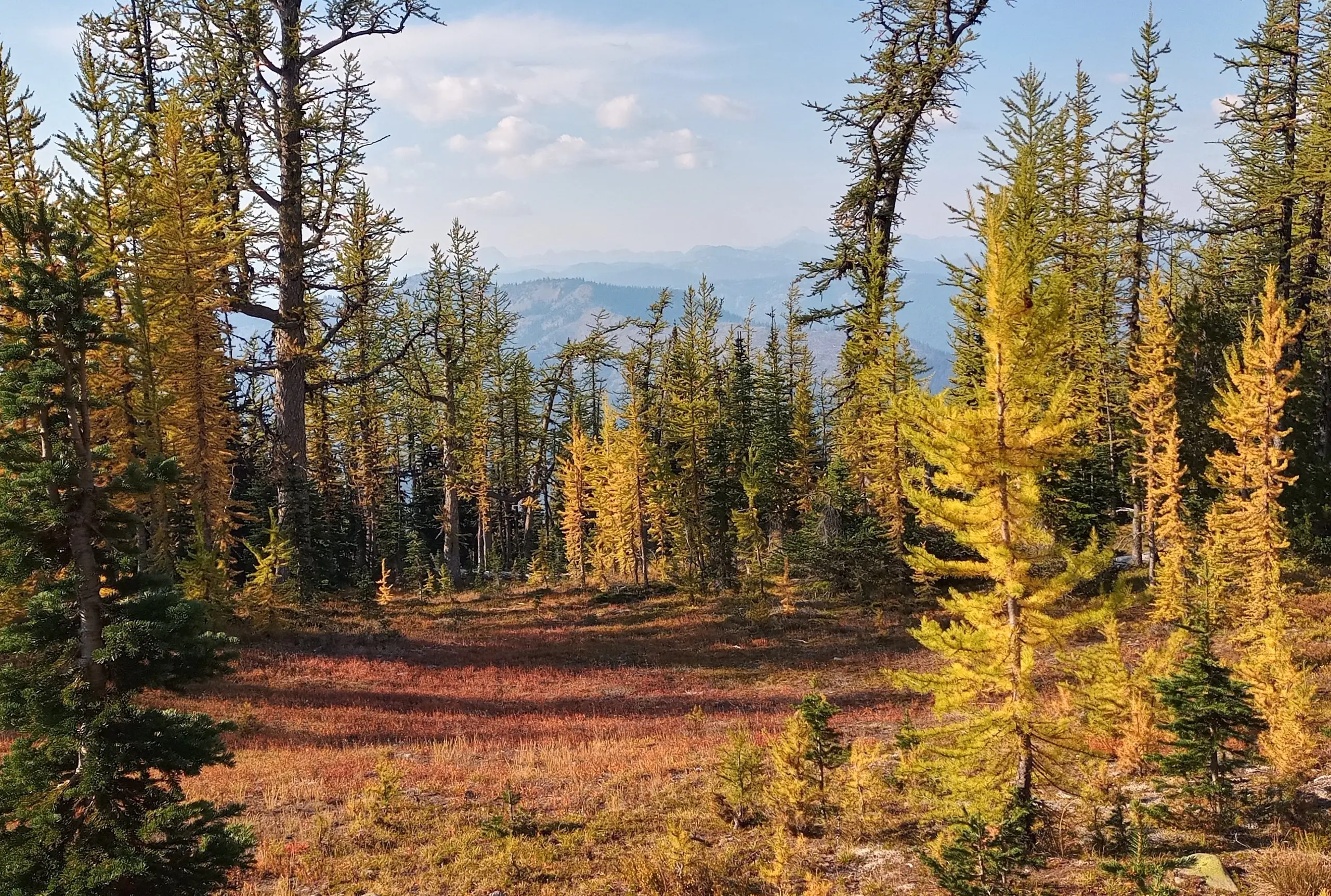 Beautiful Fall Foliage #fallfoliage #fall