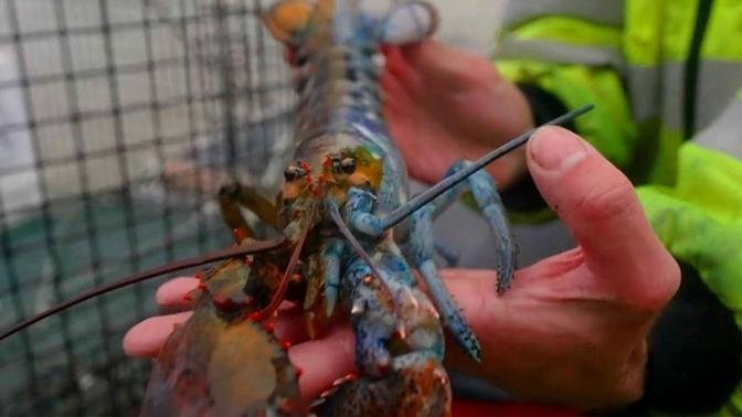 This Is One of the Rarest Lobsters in the World