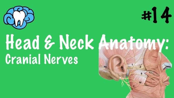 Head & Neck Anatomy | Cranial Nerves | INBDE