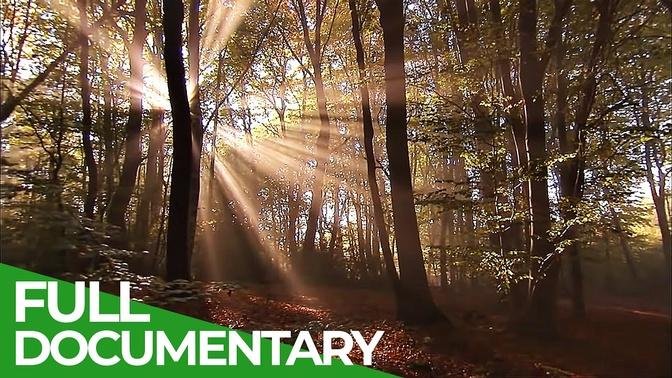 Secrets of the Woods - An Incredible Journey - Part 1 - Free Documentary Nature