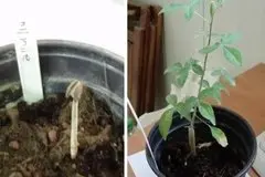 (Left) The developing seed at 5 weeks; (Right) The seedling at 6 months. (Left: Dr Elaine Solowey, Right: Guy Eisner. Both with <a href="https://creativecommons.org/licenses/by-nc-nd/4.0/" target="_blank" rel="nofollow noopener">Creative Commons 4.0</a>)