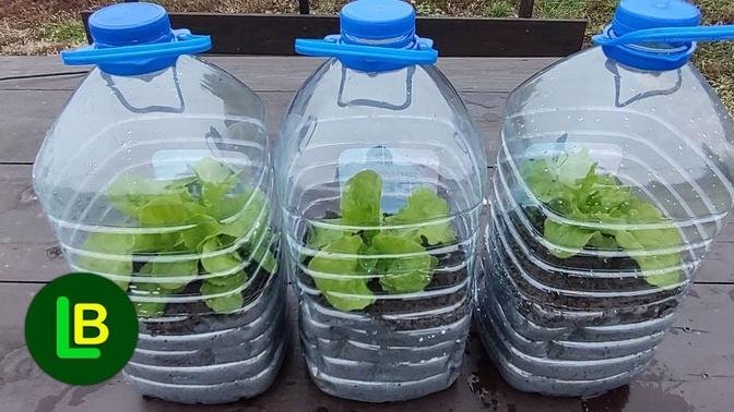 GROWING VEGETABLES ON THE TERRACE_ How to make a simple mini greenhouse from plastic bottles