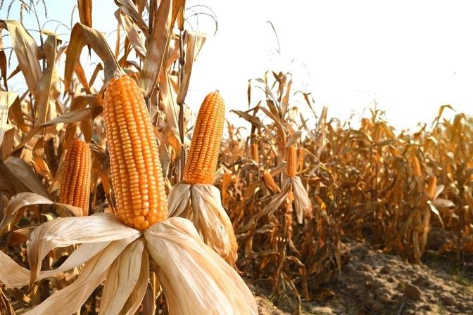 US-Mexico Trade Dispute Over GM Corn Safety Threatens American ...