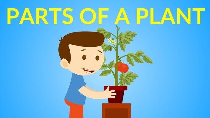 Parts of a Plant for kids || Parts of a Plant