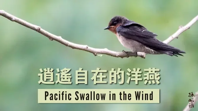 逍遙自在的洋燕  Pacific Swallow in the Wind