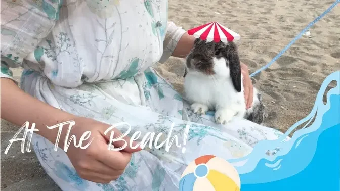 Bunny OleO's first time at the beach! #gjwpets