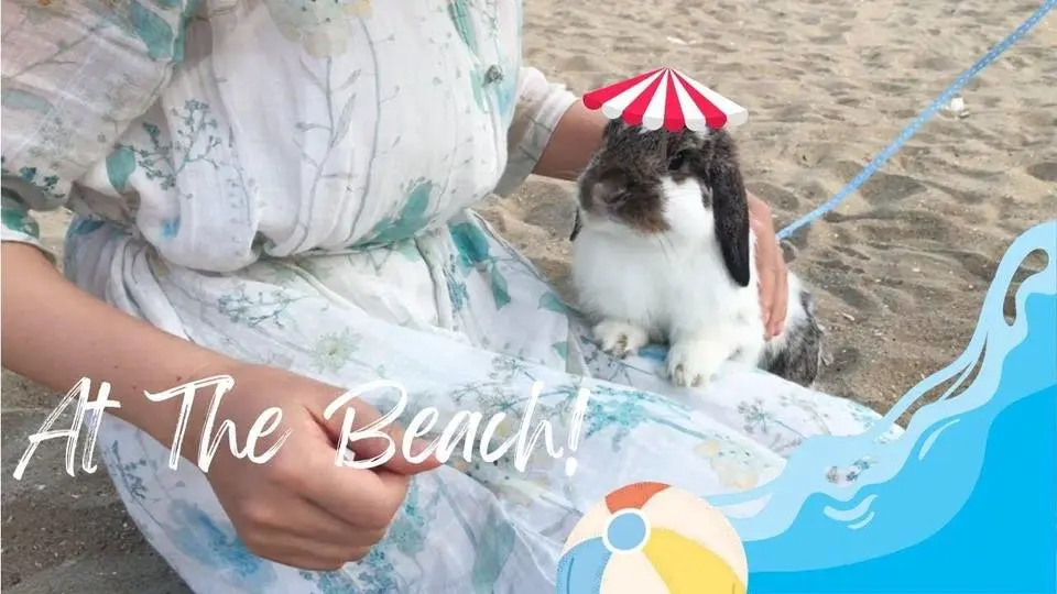 Bunny OleO's first time at the beach! #gjwpets