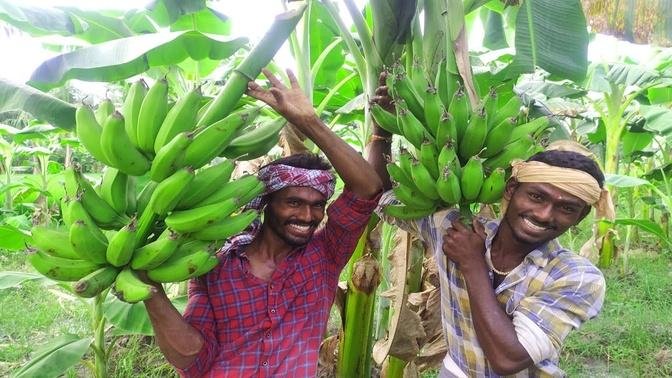 RAW BANANA BAJJI    500 Vazhakkai  Bajji Making in My village   village style cooking