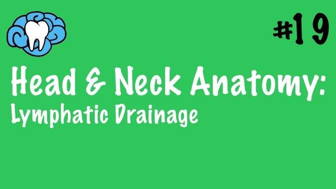 Head & Neck Anatomy | Craniofacial Lymphatics | INBDE