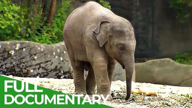 Baby Animals Discovering Their World _ Episode 9 _ Free Documentary Nature