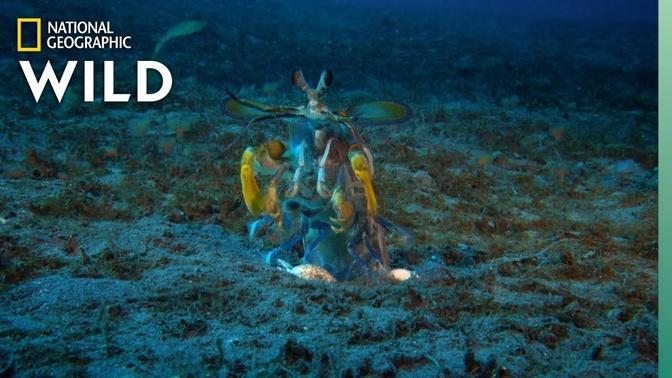 Mantis Shrimp vs Octopus   Ocean Fight Night