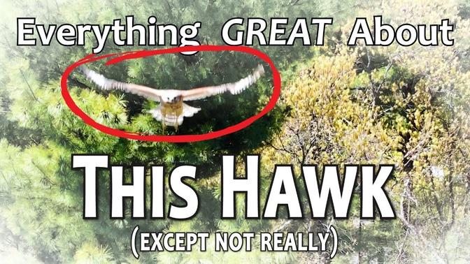 Everything GREAT About This Hawk or Something I don't know, this isn't an actual video!