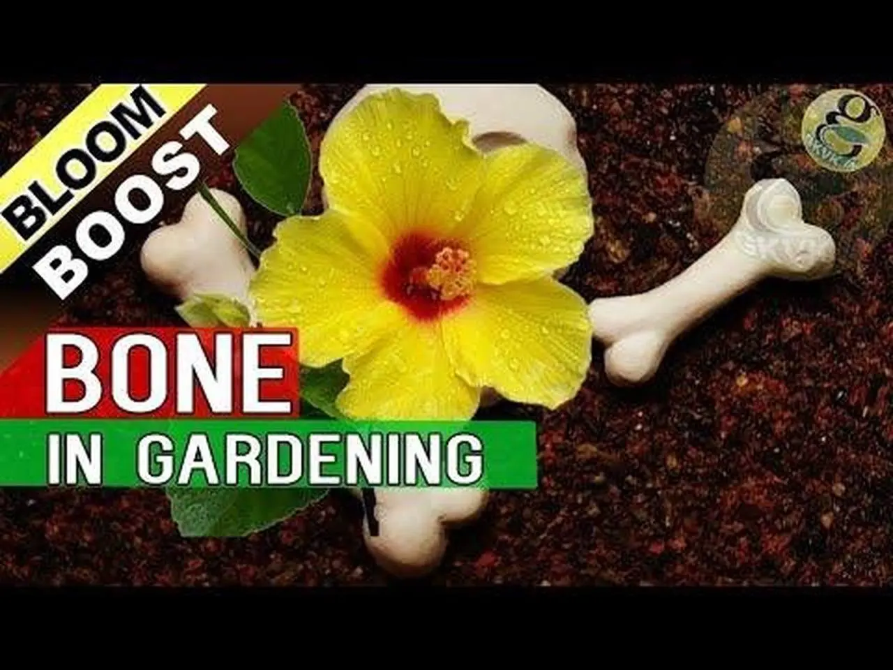 5 TIPS TO INCREASE FLOWERING in Plants – Bloom Booster Hacks | Bone meal Fertilizer