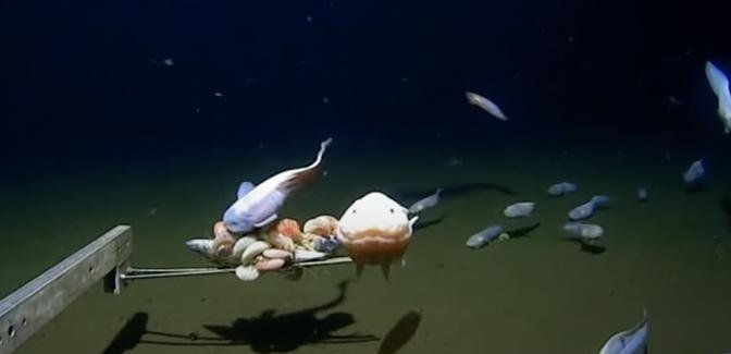 Caught On Video: Scientists Film Deepest Ever Fish On Seabed Off Japan