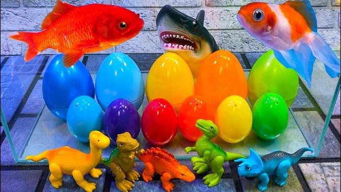 Colorful Surprise Eggs, Dinosaurs, Lobster, Butterfly Fish, Frog, Goldfish, Koi Fish, cichlid