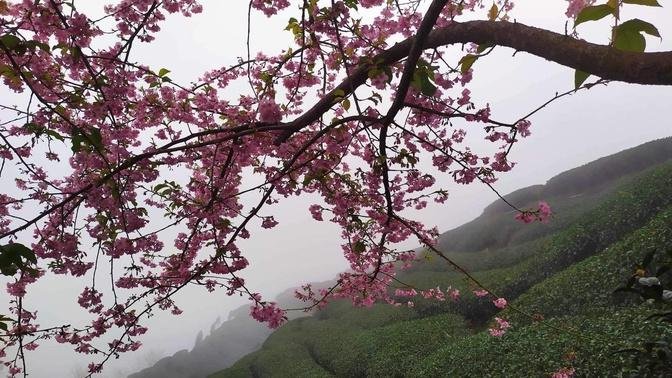 竹山「八卦茶園」綻放櫻花 浪漫粉紅冬季限定美景/攝影家wish Lin