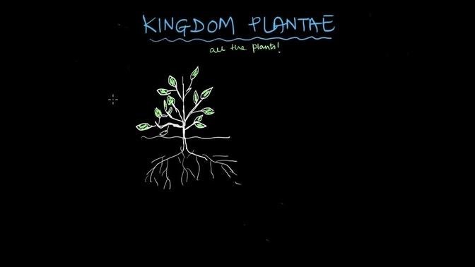 Plant Kingdom | Biological Classification | Biology | Khan Academy