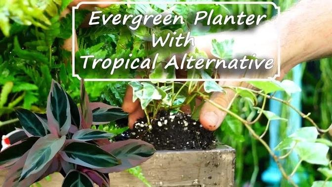 Evergreen Planter With Tropical / Houseplant Option