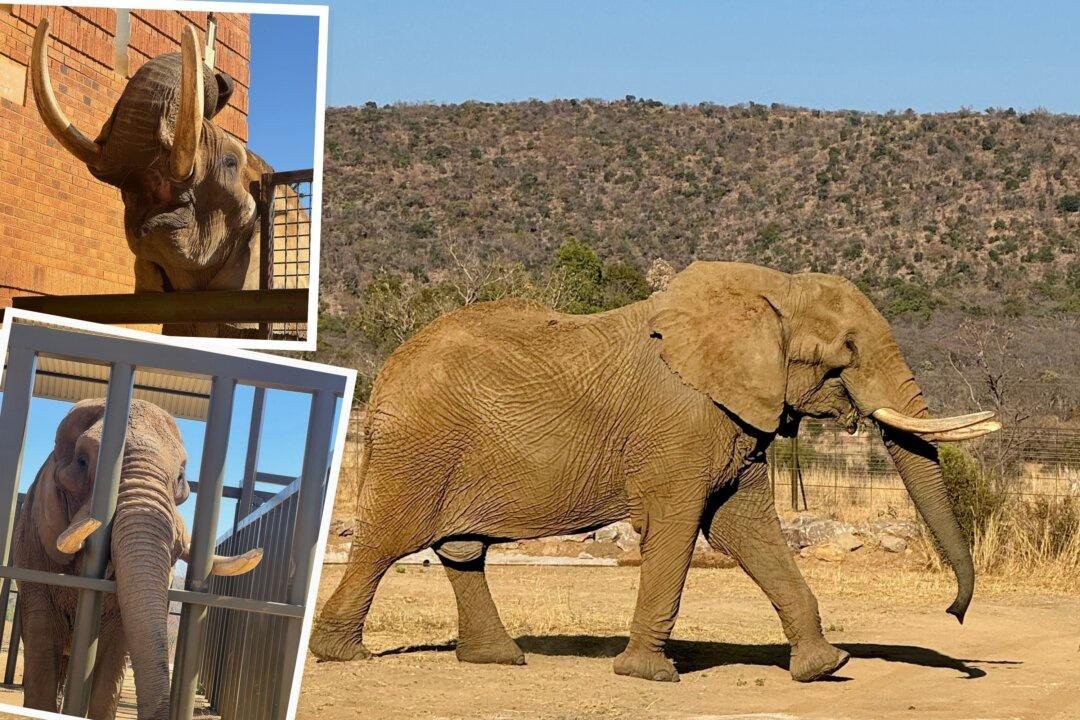 After 40 Years of Performing in a Circus and Being Trapped in a Zoo, Duma the Elephant Is Finally Free
