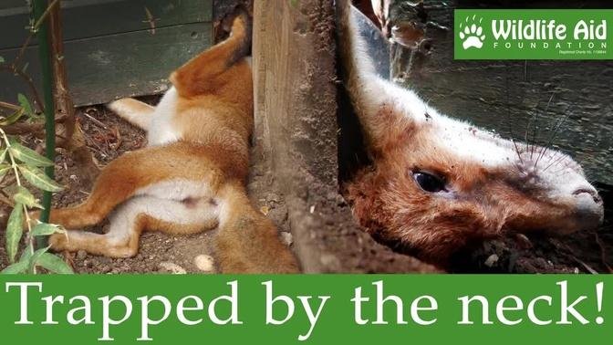 One wrong move could have killed her... - Fox rescue