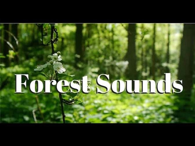 Nature sounds Meditation forest sounds of birds singing relaxation - 4 minutes