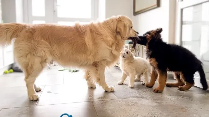 Funny Golden Retriever Playing Like a Little Puppy