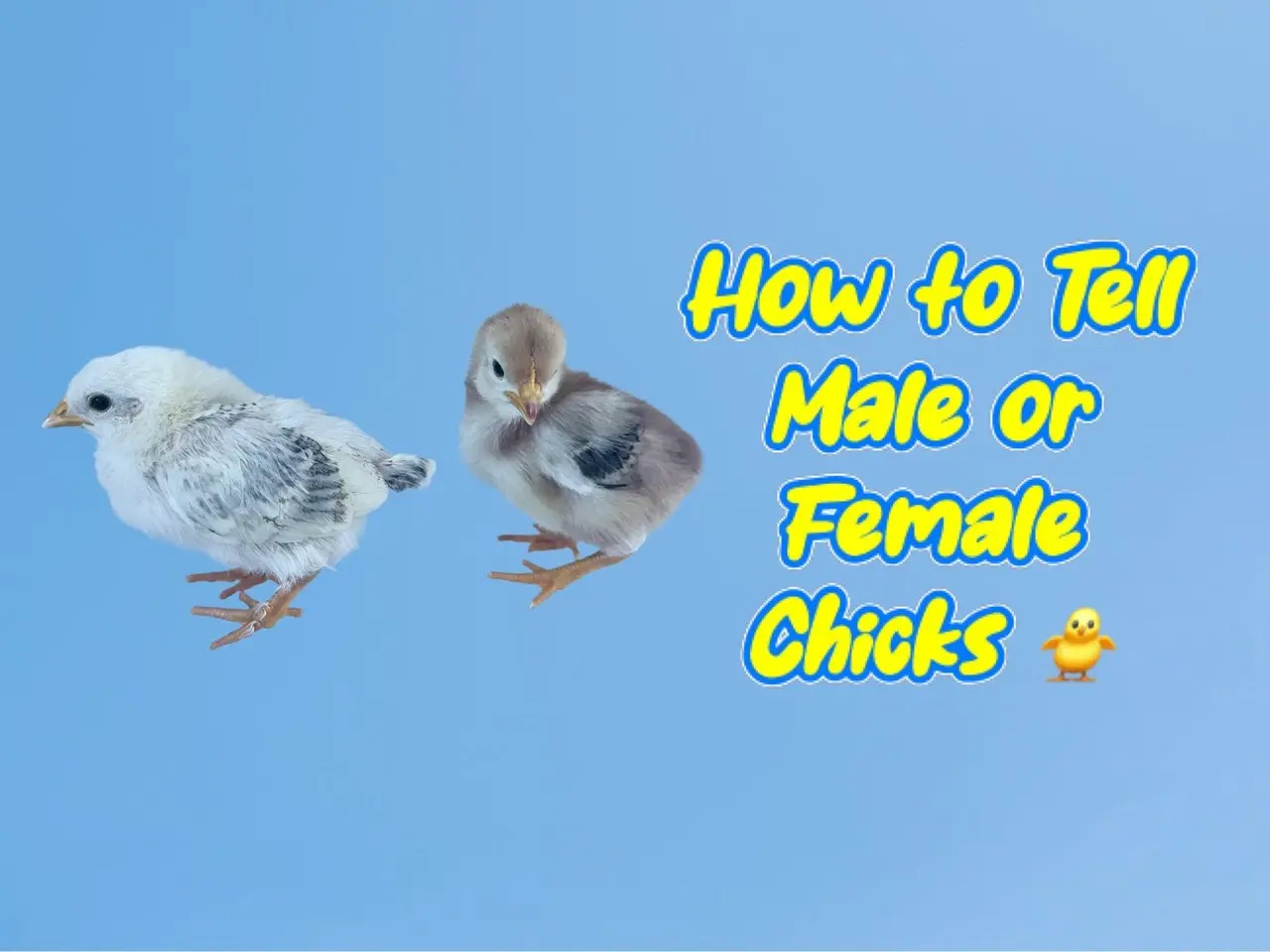 Two chicks on the ground, how can you tell if it's male or female;  The adorable moment of the twins feedinng chicks