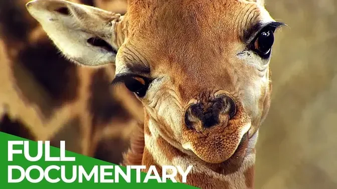 Baby Animals Discovering Their World _ Episode 4 _ Free Documentary Nature