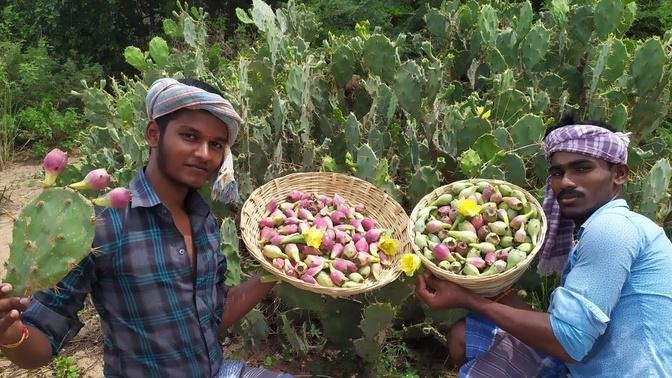 farm fresh cactus fruits prickly pear picking and eating chapati kalli palam  village style cooking 