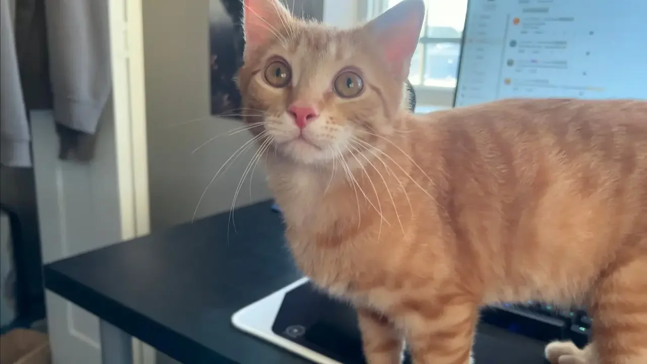 Rescue kitten becomes office manager