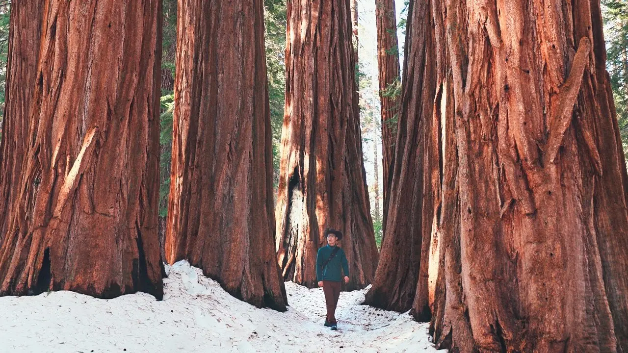 A Forest Through Time: The Majesty and Mystery of Sequoia National Park
