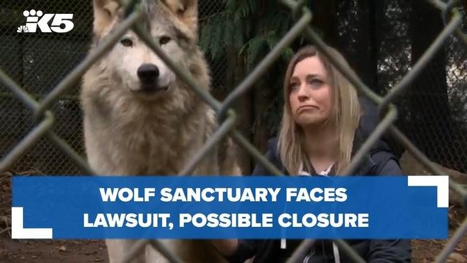 Anacortes wolf sanctuary faces lawsuit, possible closure