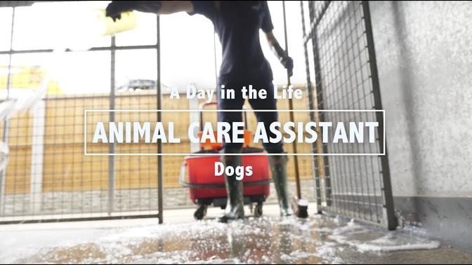 Day in the Life of an RSPCA Animal Care Assistant- Dogs