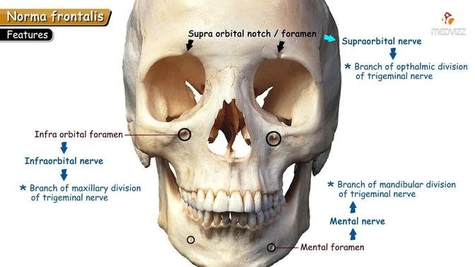 Anatomy of the Skull : Norma Lateralis