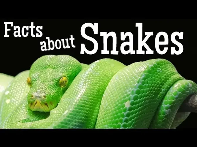 Facts about Snakes for Kids