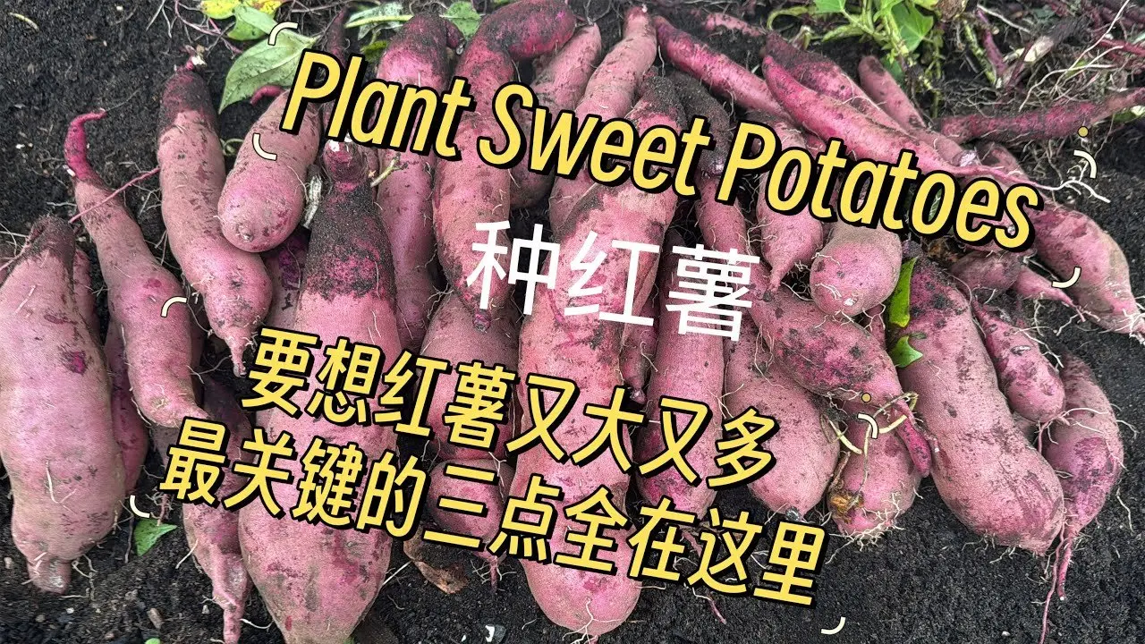 Plant Sweet Potatoes |種紅薯｜種地瓜｜從種薯育苗到收穫紅薯全過程分享！